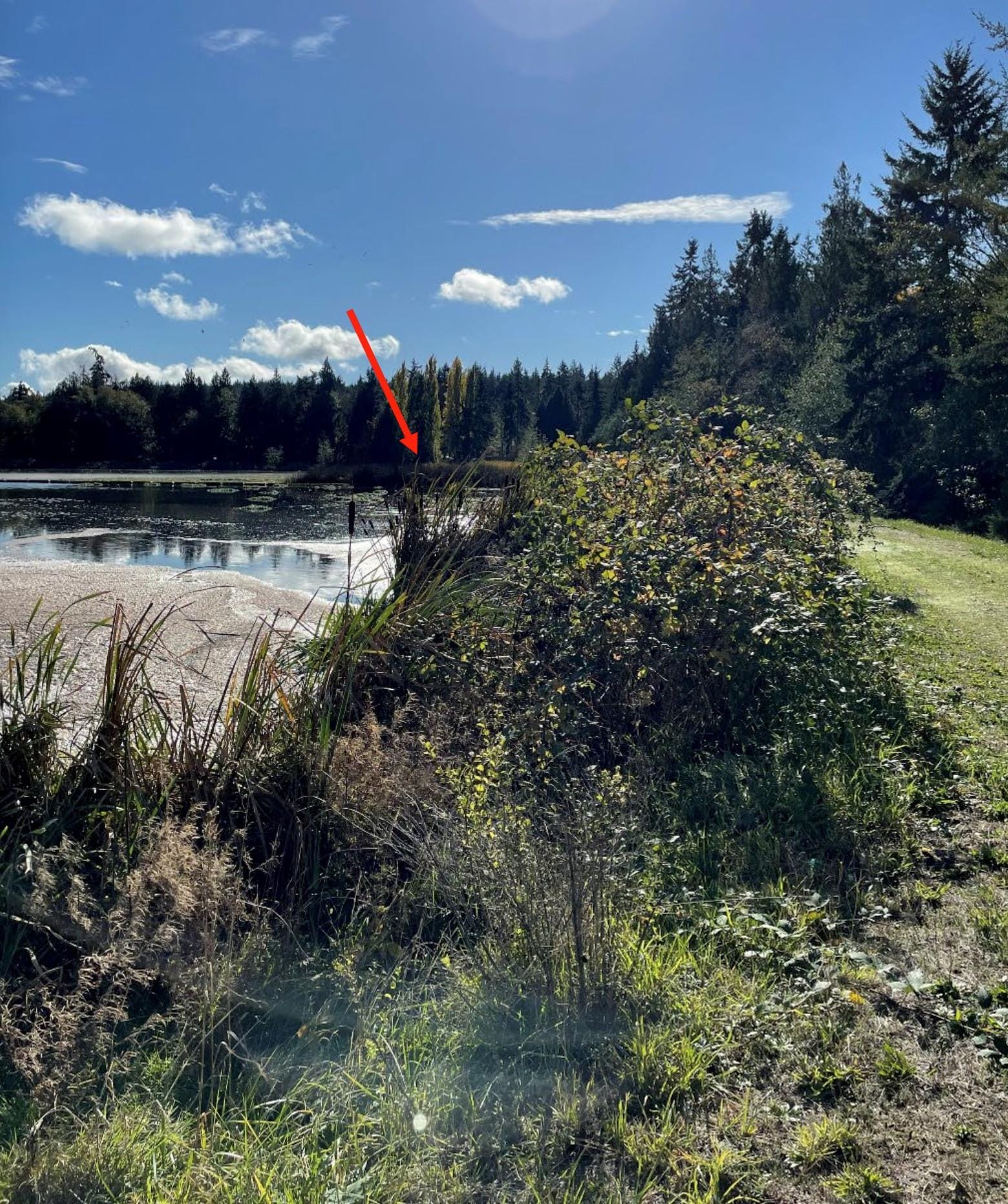 Vegetation growing into the treatment pond. 