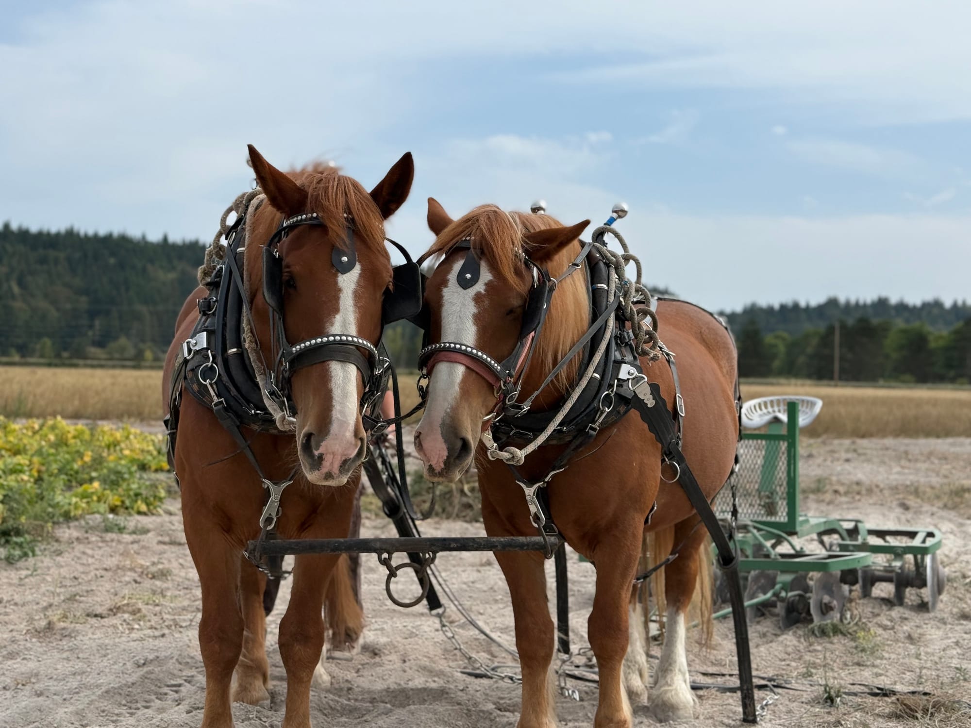 Belgian draft horses John, left, and his brother Jim in their yokes in front of a green plow. 