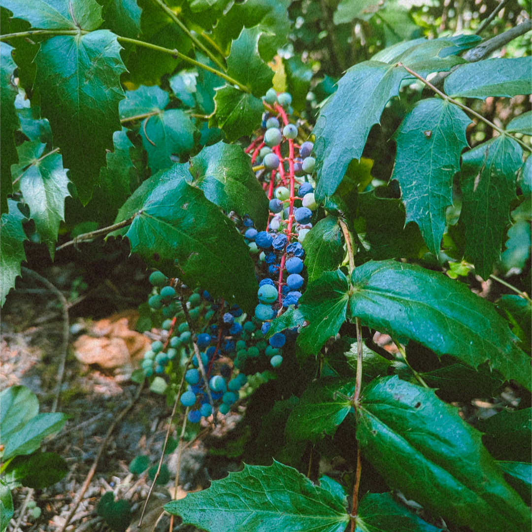 Chlorophyll Corner: Oregon Grape, A Hero in Healthcare