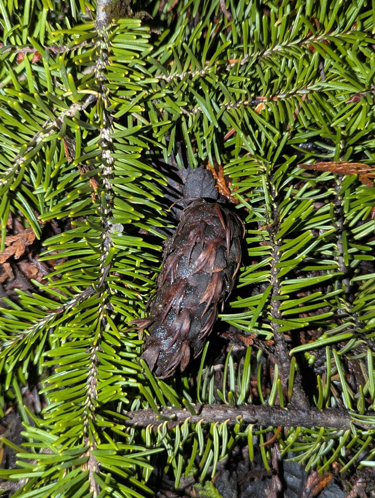 Chlorophyll Corner: Depths of Winter Accompanied by Douglas Fir