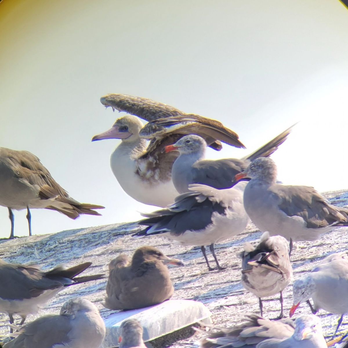Birders Flock to see Unexpected Feathered Friend