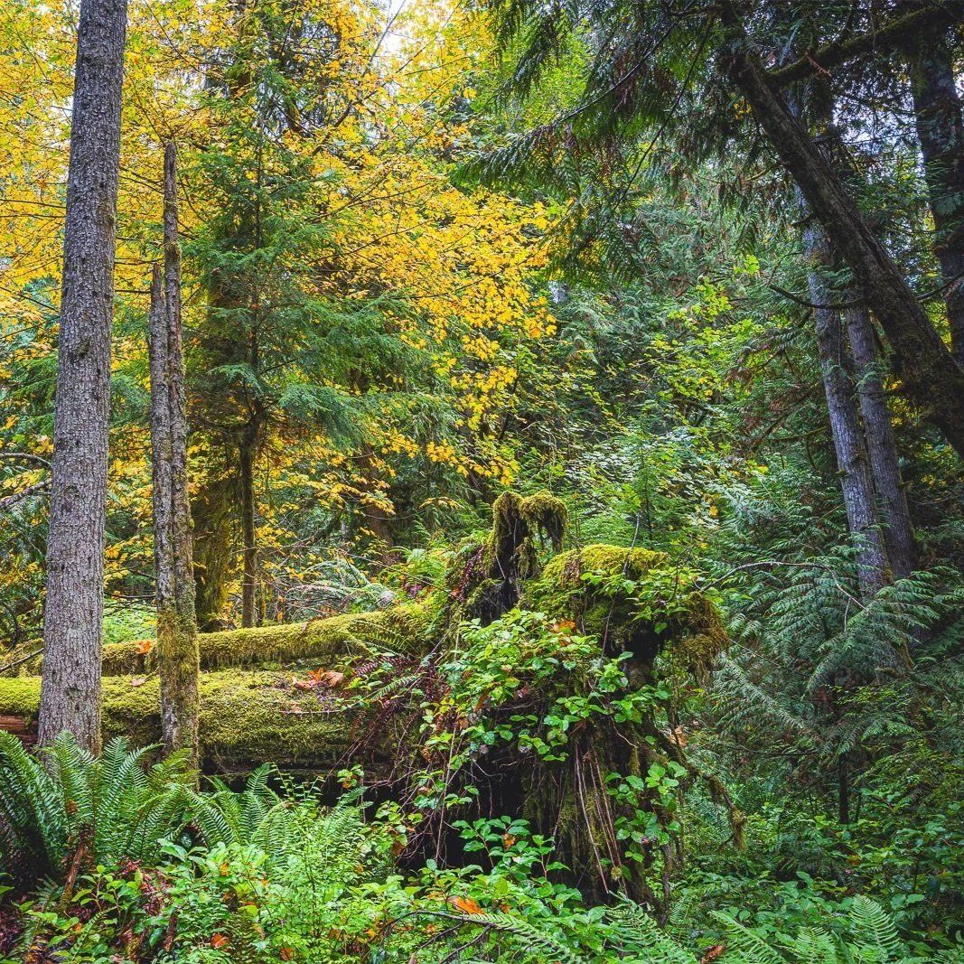 Public Lands vs. Private Corporations: How Campaign Contributions Impacted the Closest Election in WA’s History