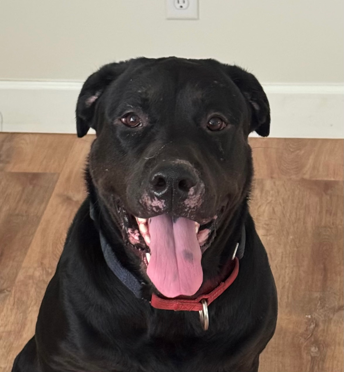 Ongoing at the Humane Society: Leadership Upheaval, Staff Exodus, and Mounting Allegations Rock Jefferson County Shelter