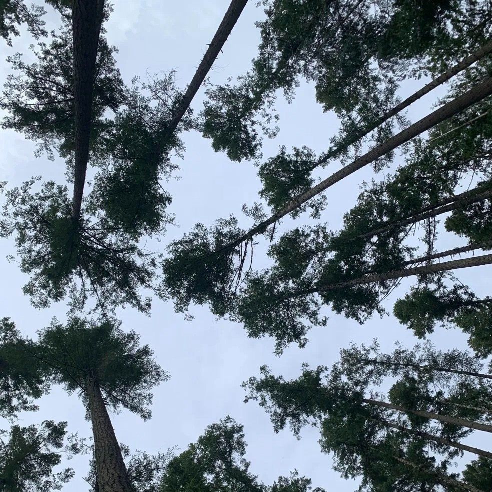 Balancing Nature and Need: Local Foresters Provide an Innovative Approach to Sustainable Forestry