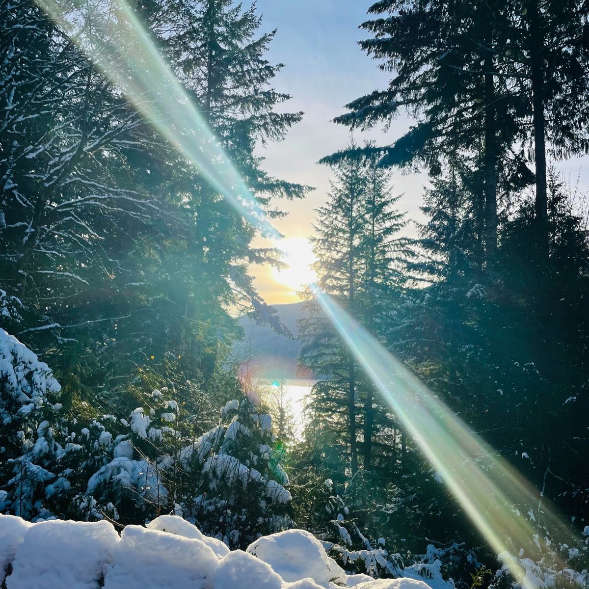 Feral Feelings: Wintering