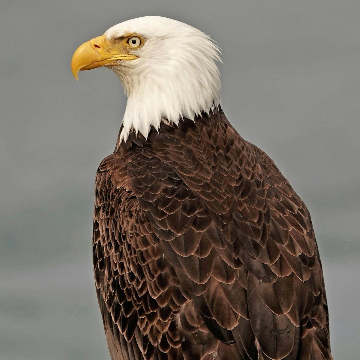 Op-ed: Reading between the lines; Seeing what government gets right in a democracy