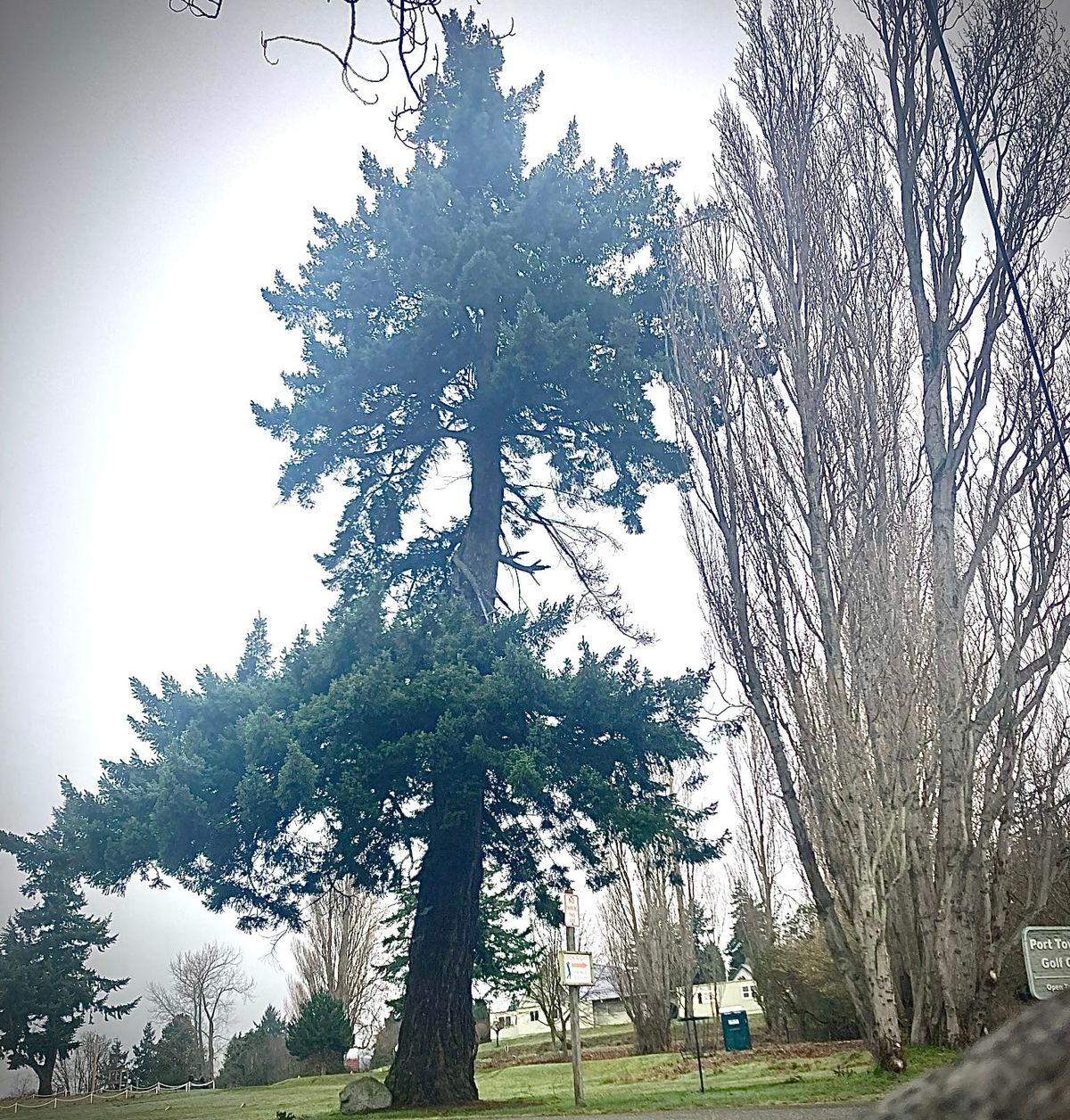 A large fir tree at Camas Prairie Golf Course 