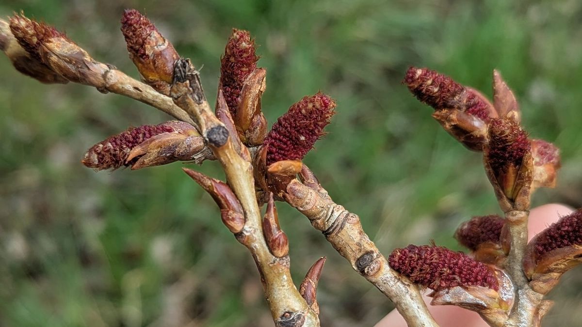 Poplar stems with buds