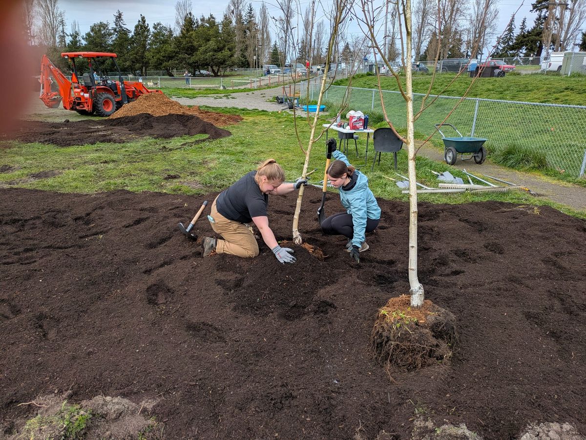 Rachel May and Sarah Fisher planting birch trees in rich dirt at Mountain View Dog Park 
