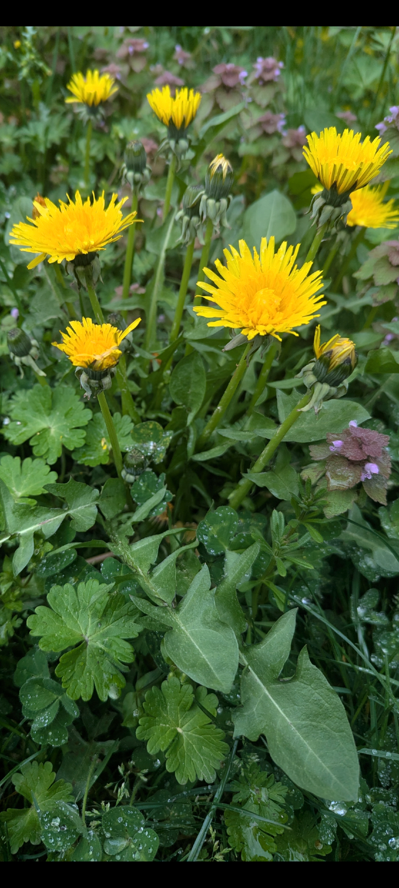 Dandelions