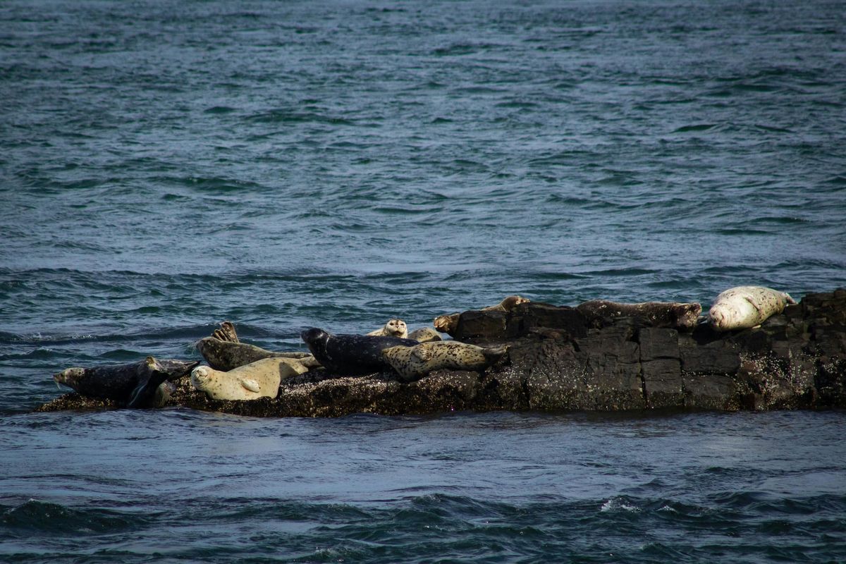 Seals on an ocean rock. 