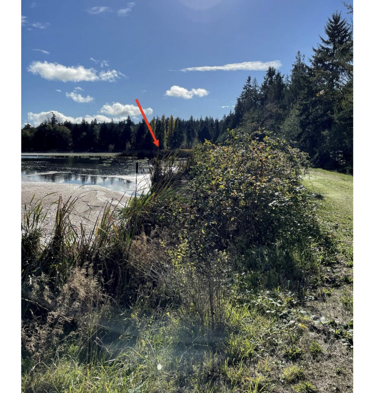 Vegetation growing into the mill wastewater treatment pond.