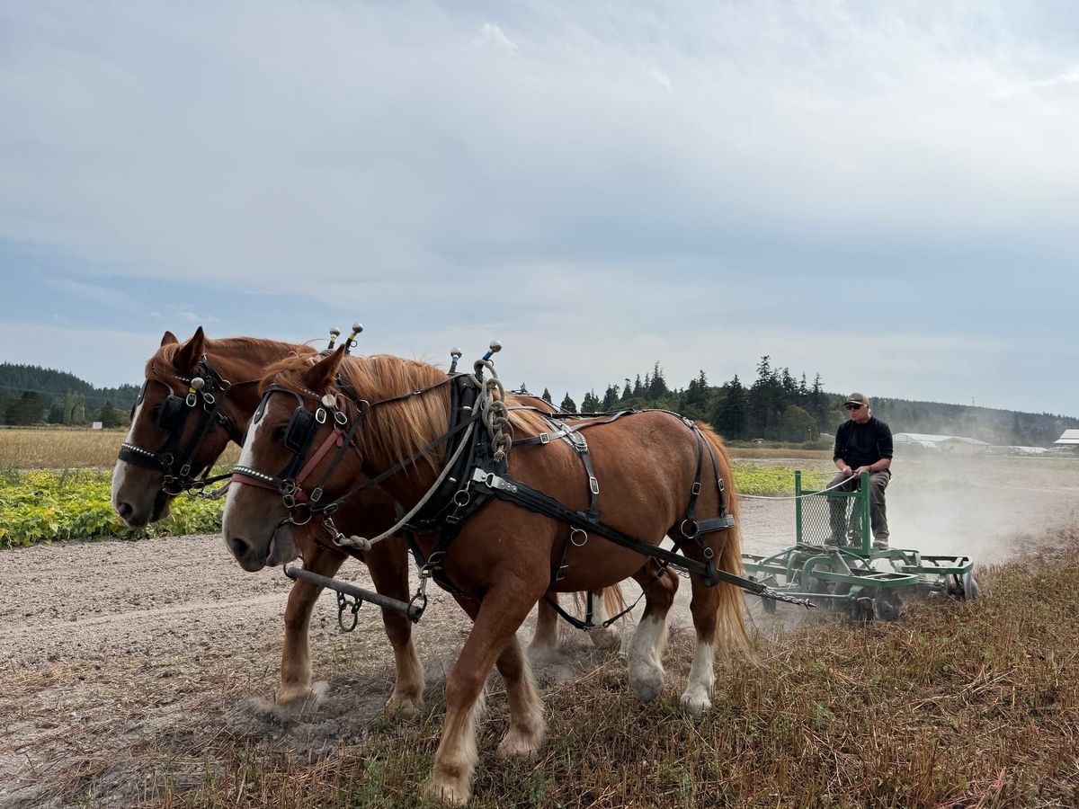 Belgian draft horses John and Jim cross the field with Dave Seabrook behind them on a plow. 