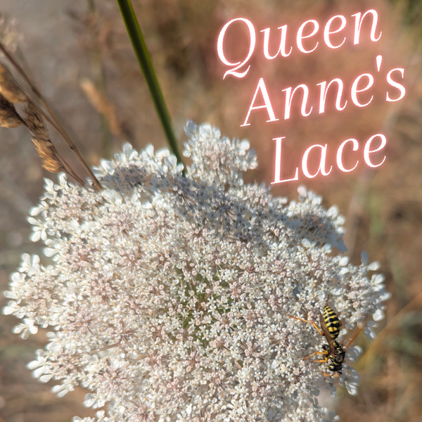 Chlorophyll Corner: Queen Anne's Lace an Ethereal Weed