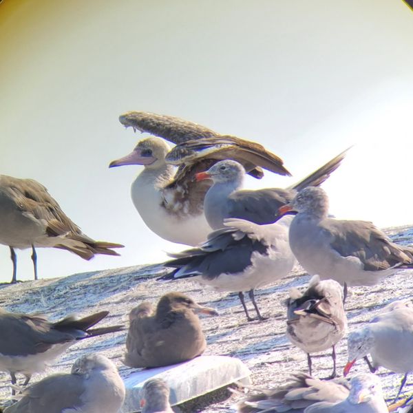 Birders Flock to see Unexpected Feathered Friend