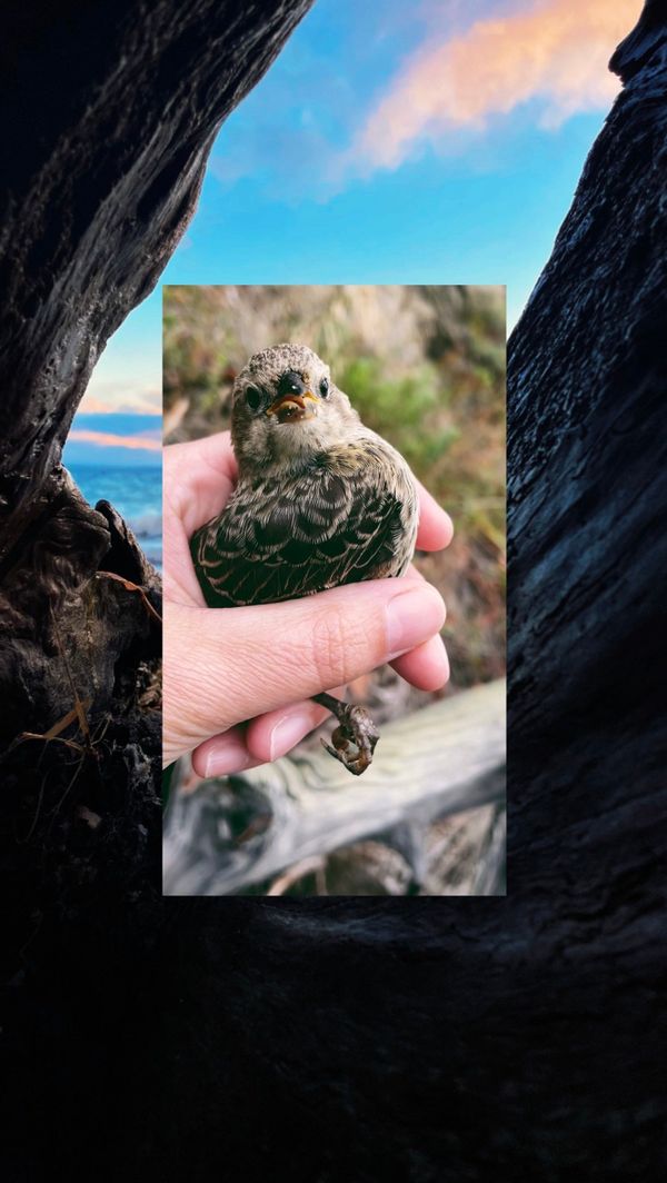 Feral Feelings: Anxiety Road