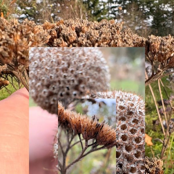 Feral Feelings: How (And When) to Begin Anew