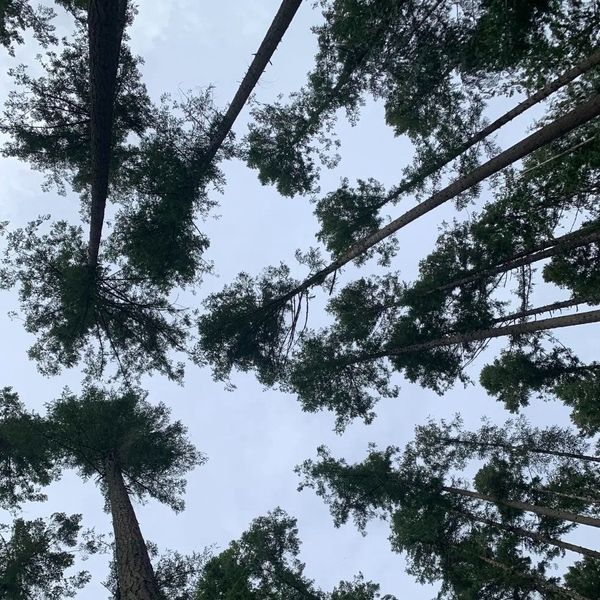 Balancing Nature and Need: Local Foresters Provide an Innovative Approach to Sustainable Forestry