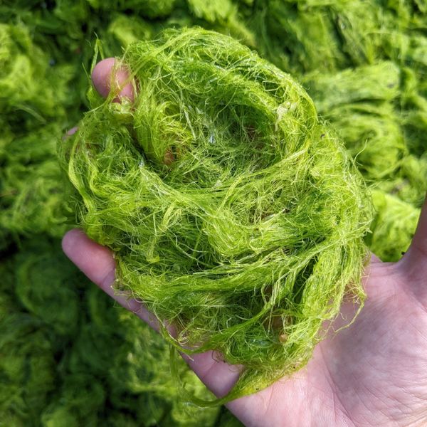 Puget Sound Restoration Fund Creates Collaborative Efforts to Restore Coastal Ecosystems