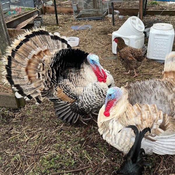 Local farmer proudly preserves poultry