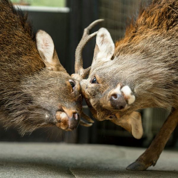 New Reality TV Show Set in Port Townsend to pit Deer Against Each Other Gladiator Style