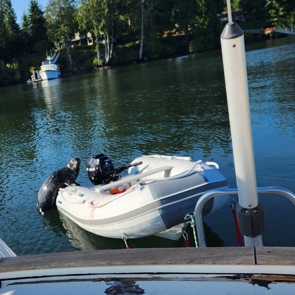 Baby Harbor Seal Reunited with Mom After a Trying Ordeal