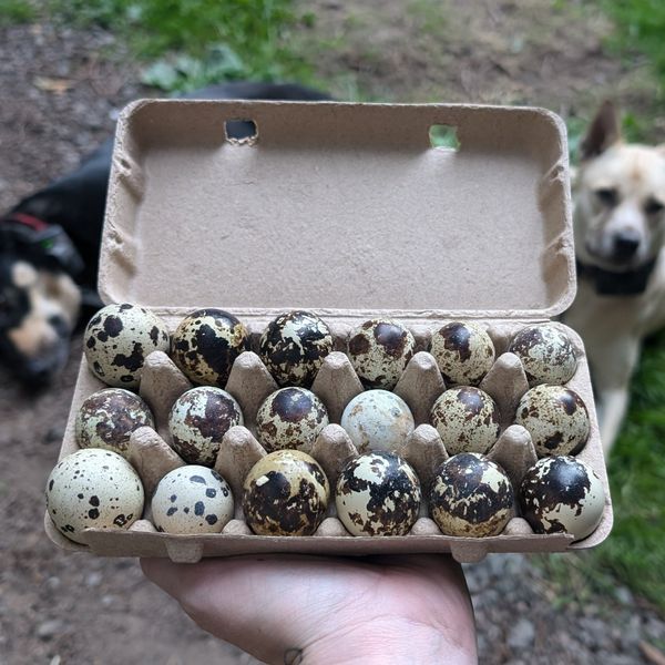 Op-ed: Sustainable Food Systems Mean Not Putting All of Your (Quail) Eggs in One Basket