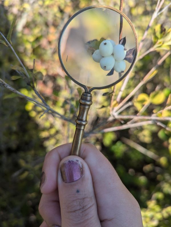 Chlorophyll Corner: Discover Snowberries, The Whimsical Bubbles of the Forest