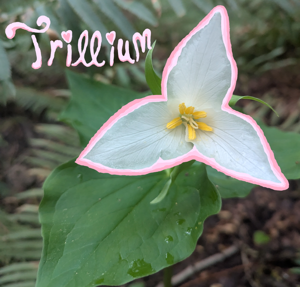 Chlorophyll Corner: Western Trillium, A Call to Protect The Sacred