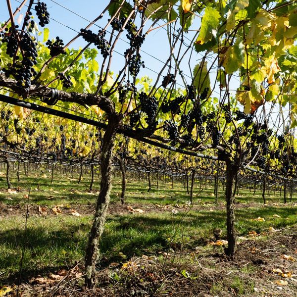 What to Drink: Climate Change & PNW Winemaking