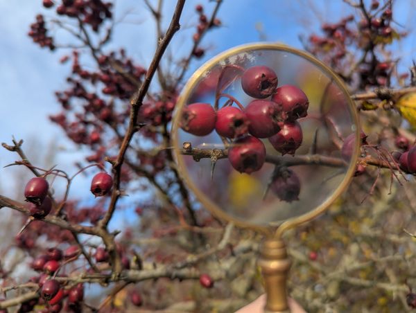 Hawthorn berries with the centered picture being a magnifying glass, magnifying Hawthorn berries