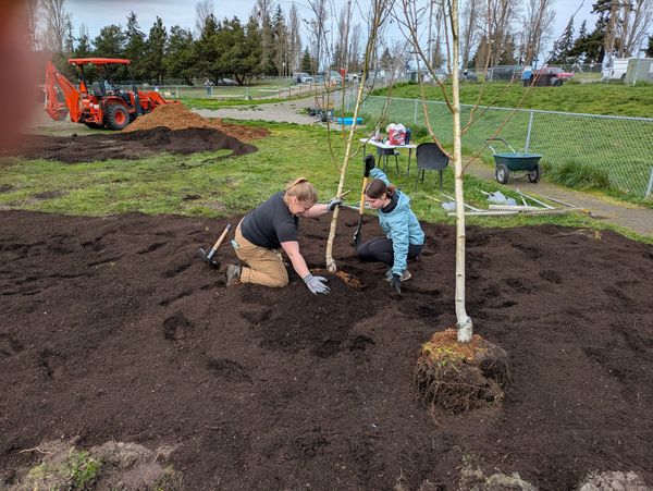 Rachel May and Sarah Fisher planting birch trees in rich dirt at Mountain View Dog Park 
