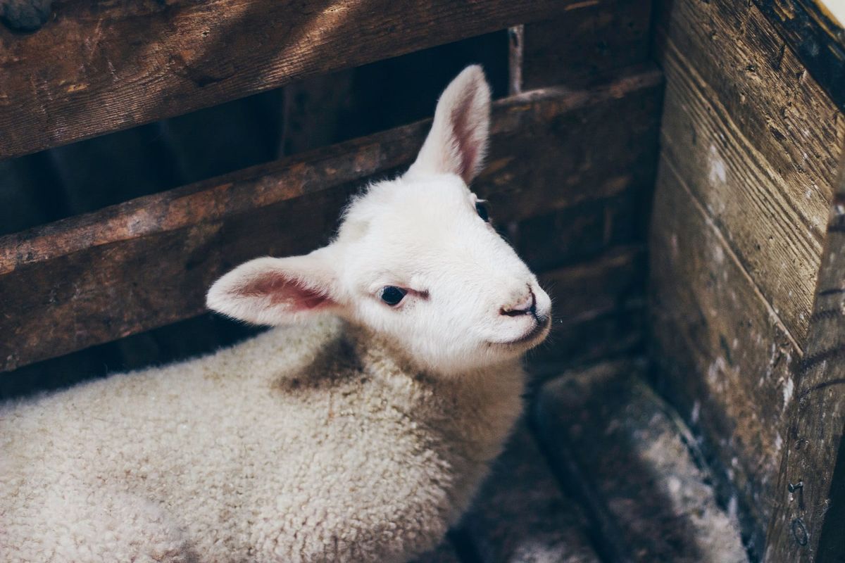 Larry the Lamb