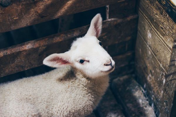Larry the Lamb
