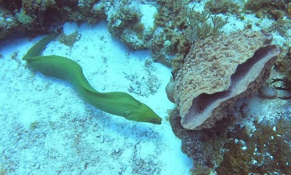 Cozumel, Mexico - Scuba Diving