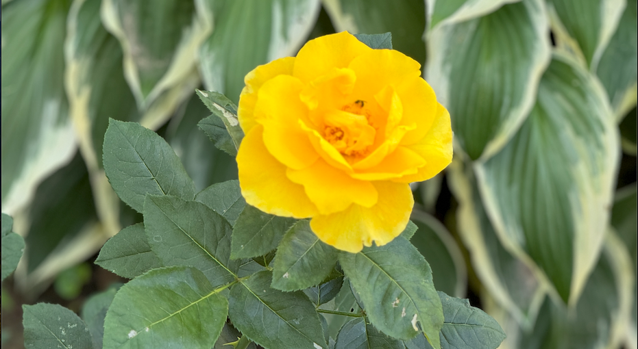 Roses