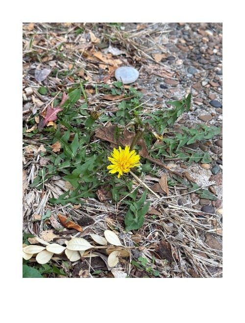 Dandelions