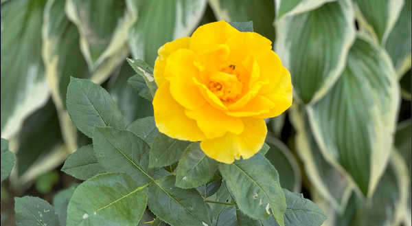 Roses