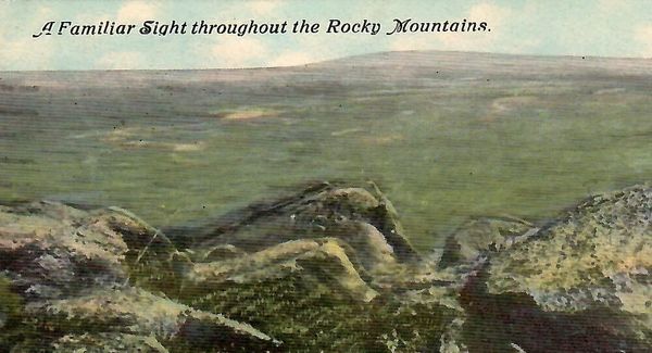 This postcard has snakes