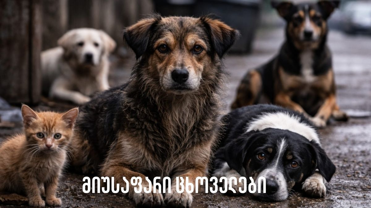 მიუსაფარი ცხოველები