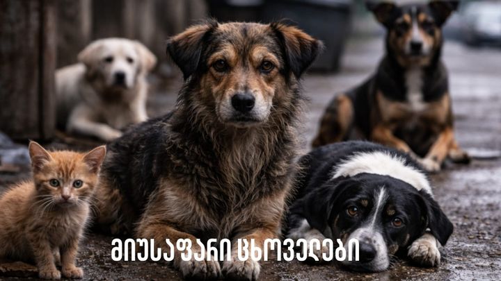 მიუსაფარი ცხოველები