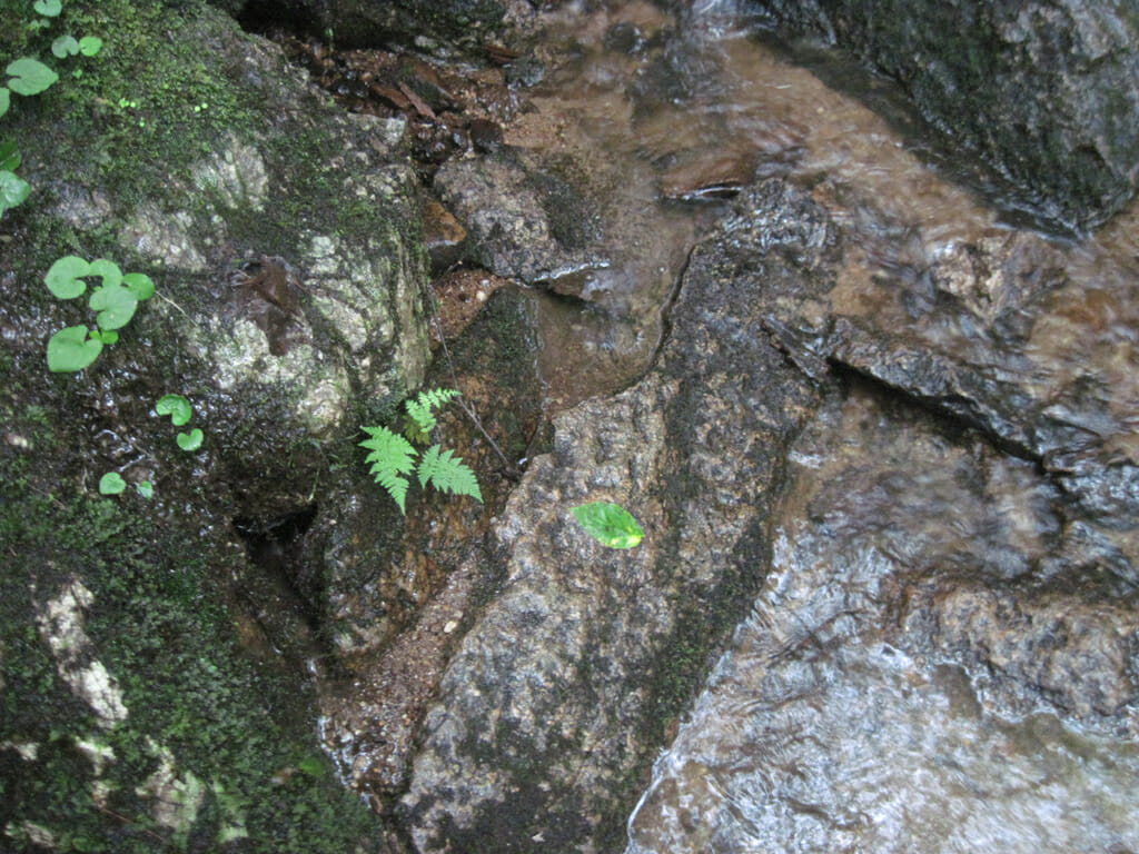 Clear water running over rocks