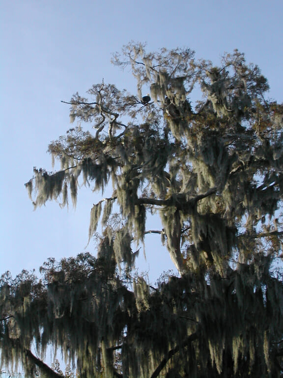 Bald eagle at Silver Glen Springs