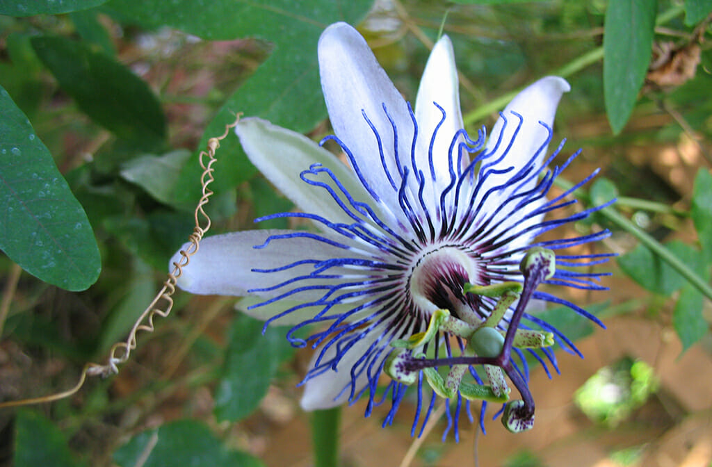 passionflower 