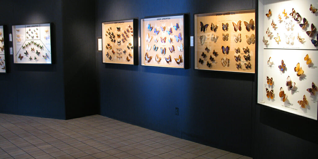 Butterfly identification exhibits