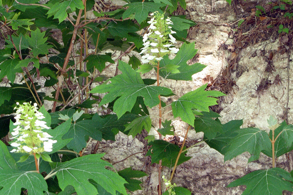 Oakleaf hydrangea