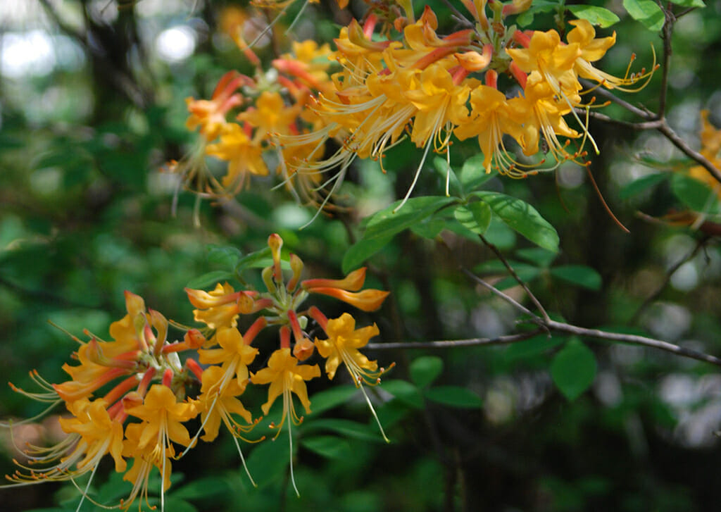 Flame azaleas at Dorothy B. Oven Park