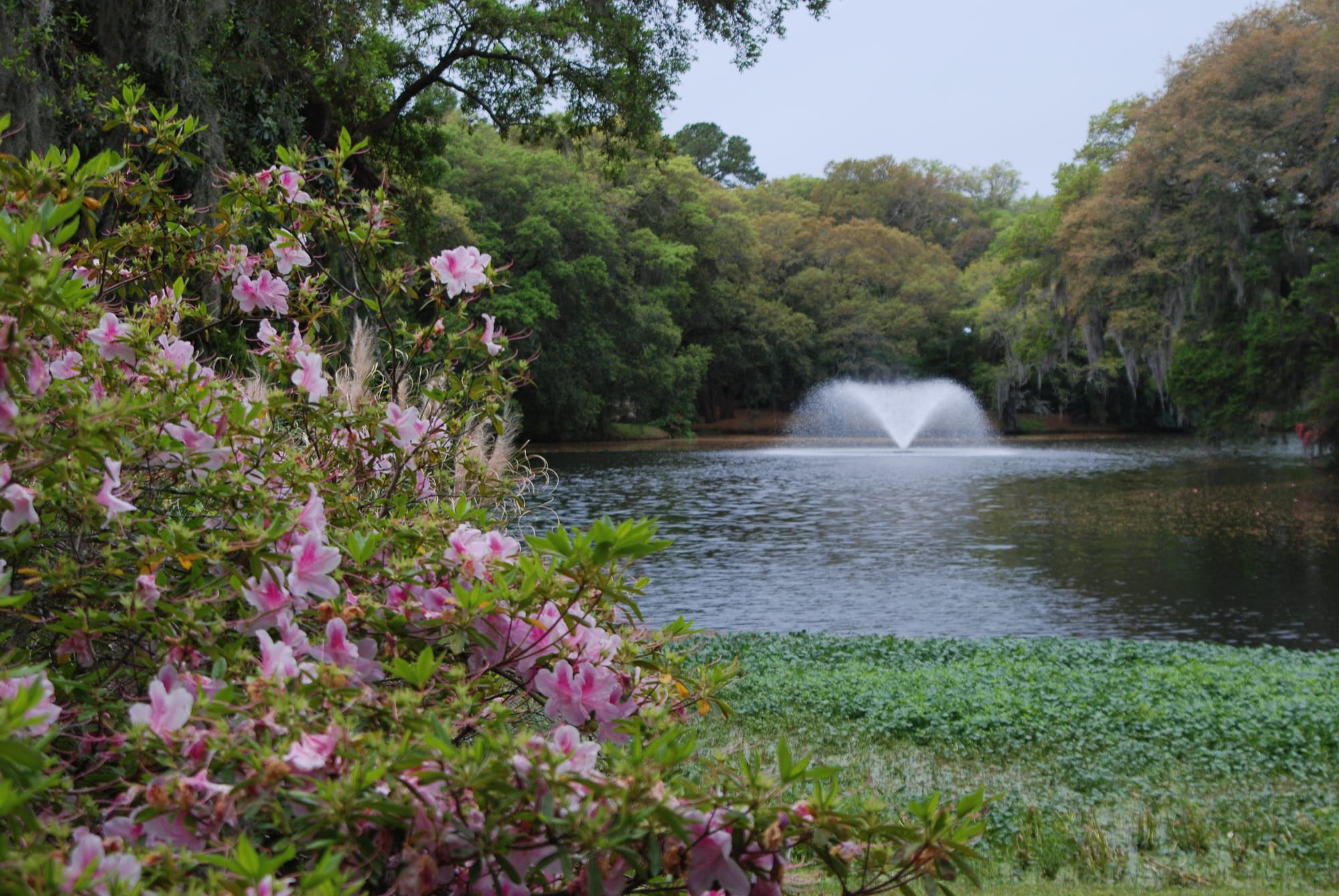 Fountain beyond blooming azaleas on edge of marsh-edged pond