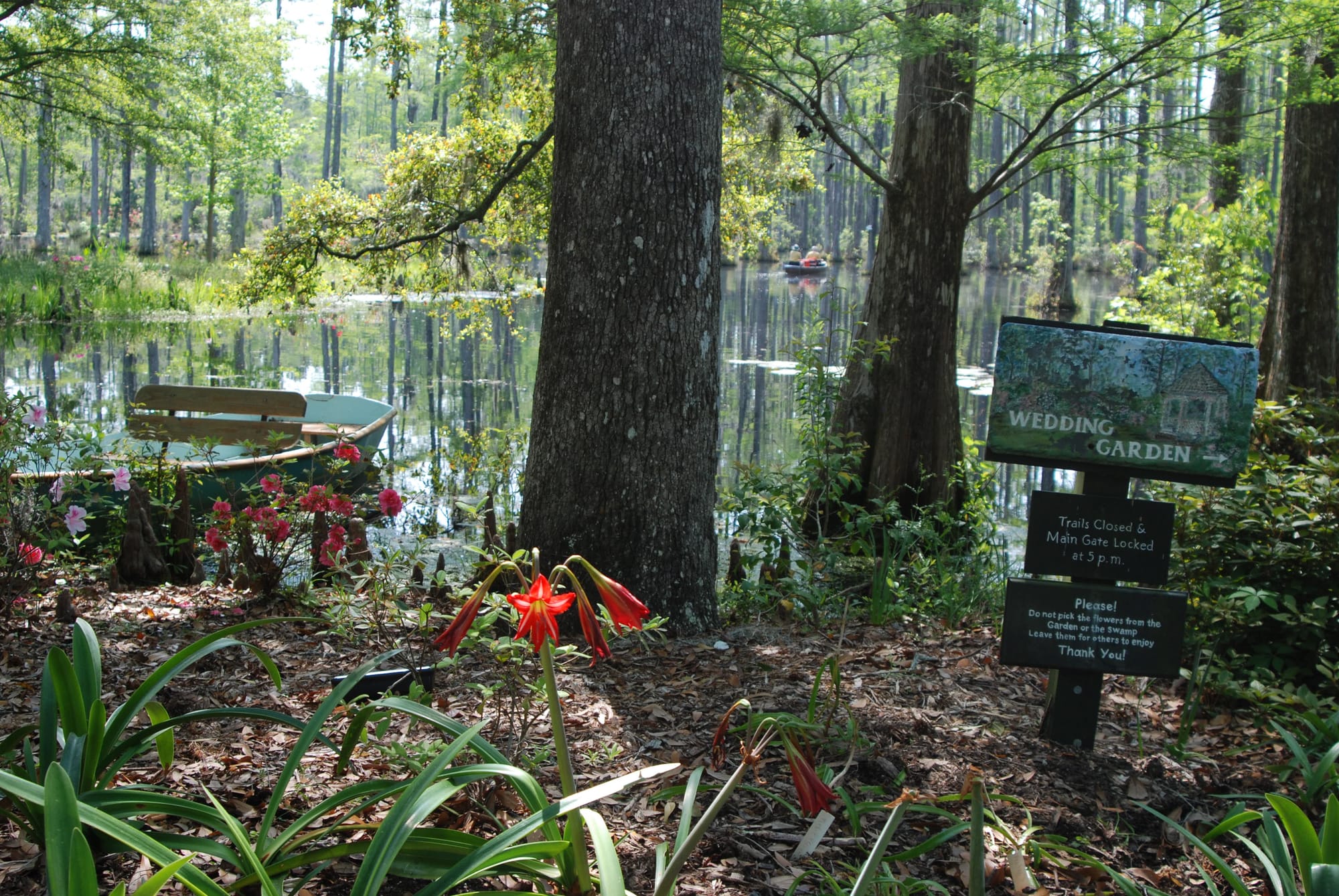 Boats in a cypress swamp with sign for Wedding Garden and flowers in foreground
