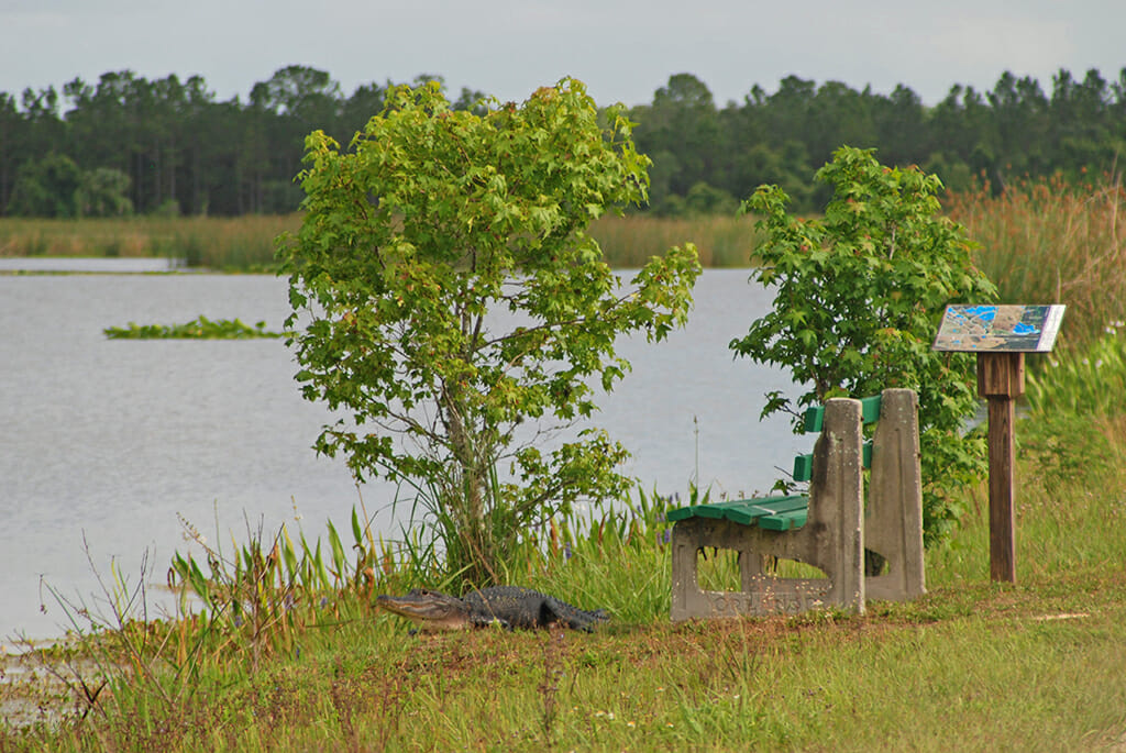 Alligator at Orlando Wetlands Park